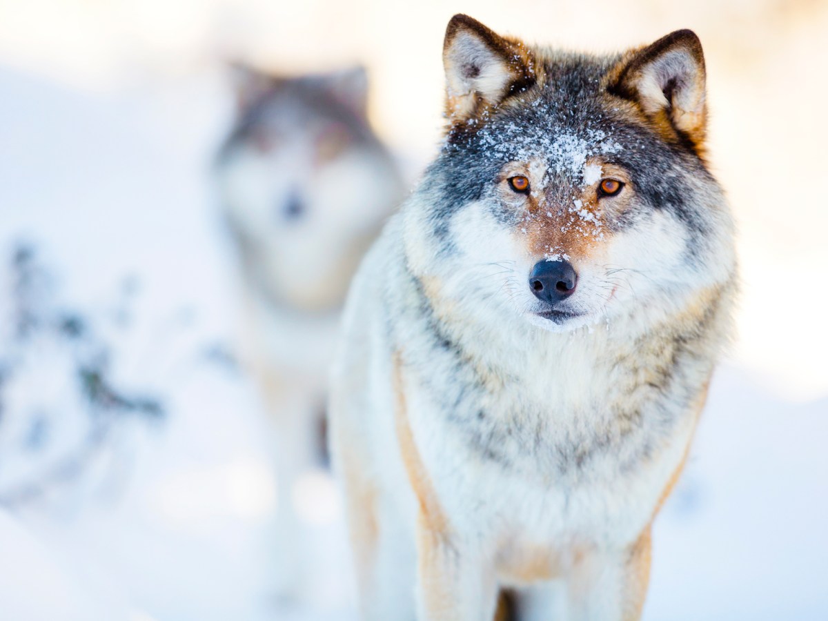 Where the Year Ends and Truth Begins: A grounded look at the ‘Time Between&nbsp;Time’